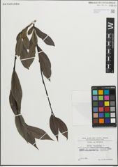 Foto von Salix pentandra L.